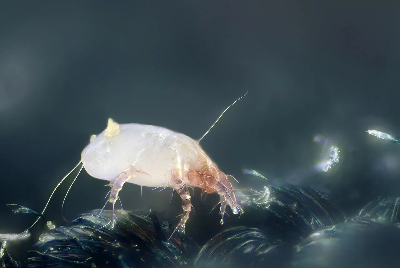 Acarien domestique au microscope, cause fréquente des allergies respiratoires