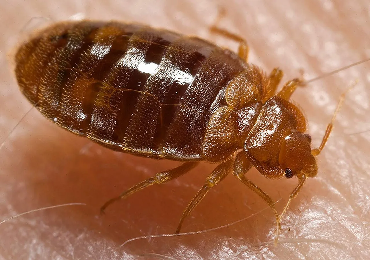 Punaise de lit (Cimex lectularius) sur une surface claire, à distinguer de l’acarien