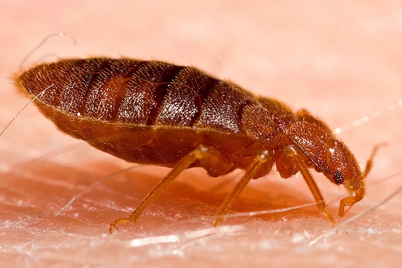 Punaise de lit adulte (Cimex lectularius) à reconnaître en gros plan